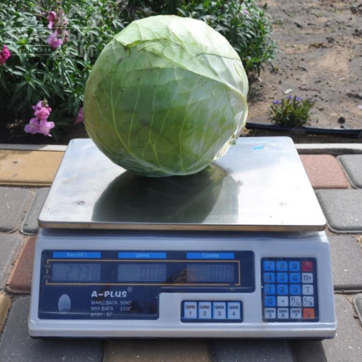 Арль F1 / Arl F1, 90-95 днів фото 1