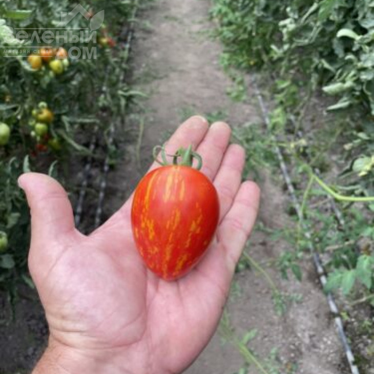 Філадельфія F1 / Philadelfia F1, 95 днів фото 4