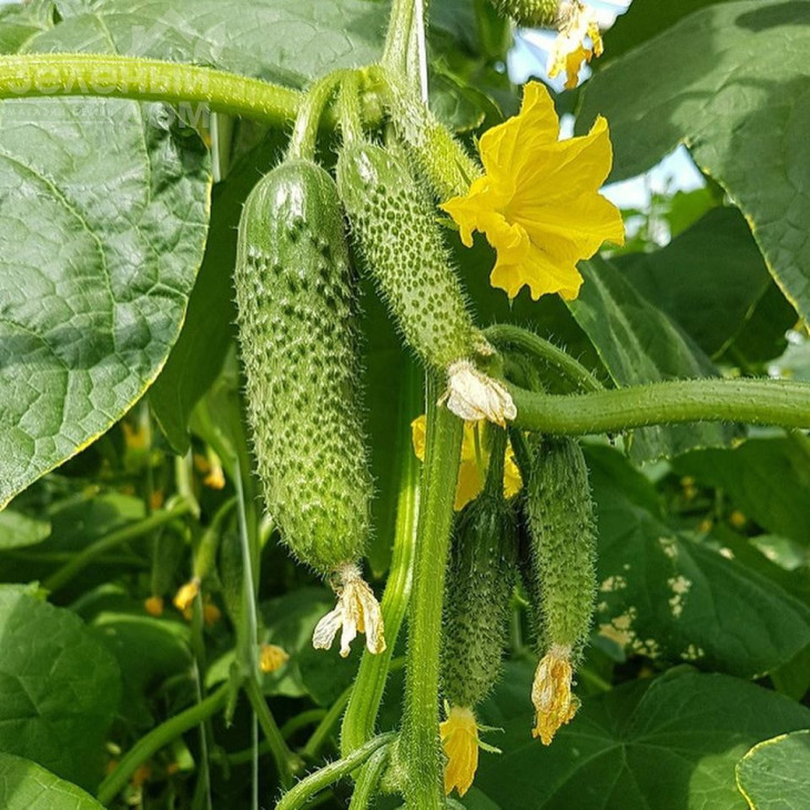 Унікум F1 / Unikum F1,42 дні фото 1