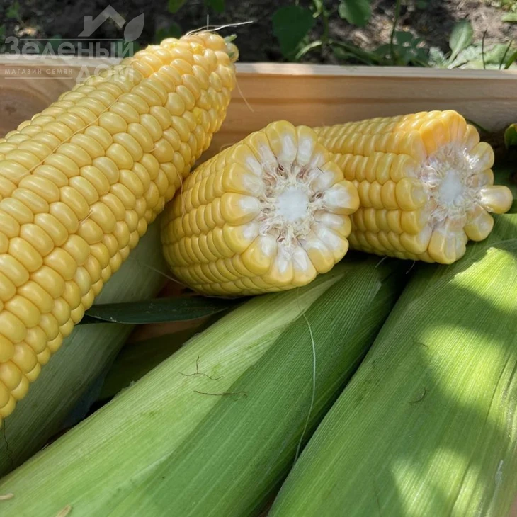 Рапид F1 / Rapid F1,62 дня фото 1