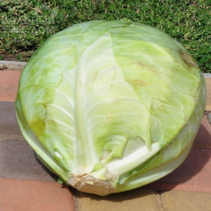 Арль F1 / Arl F1, 90-95 дней фото 2