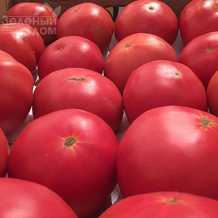 Пинк Роуз F1 / Pink Rous F1,100-110 дней фото 1