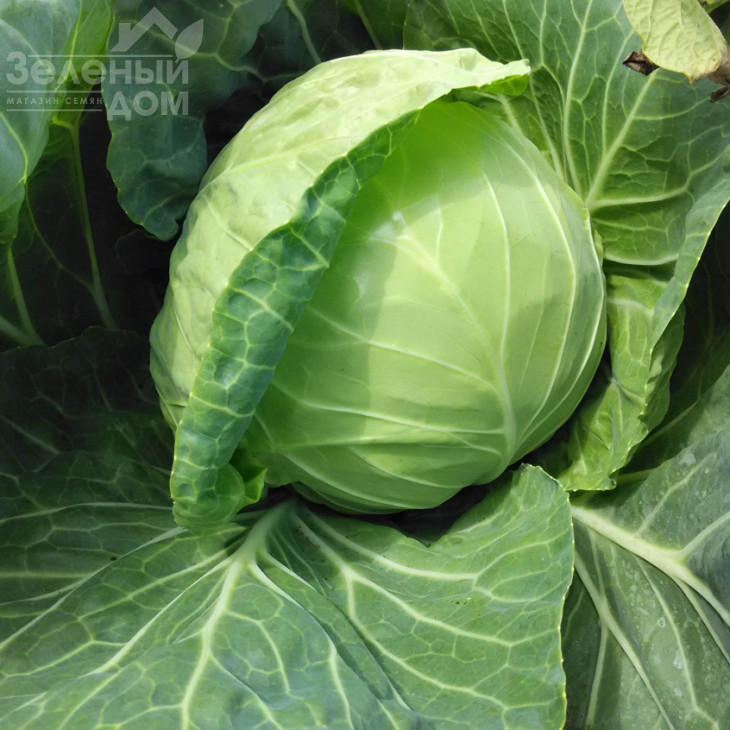 Нозомі F1 / Nozomi F1,55-58 днів фото 1