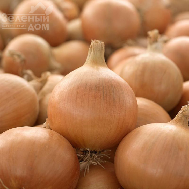 Натіон F1 / Nation F1,105-110 днів фото 1