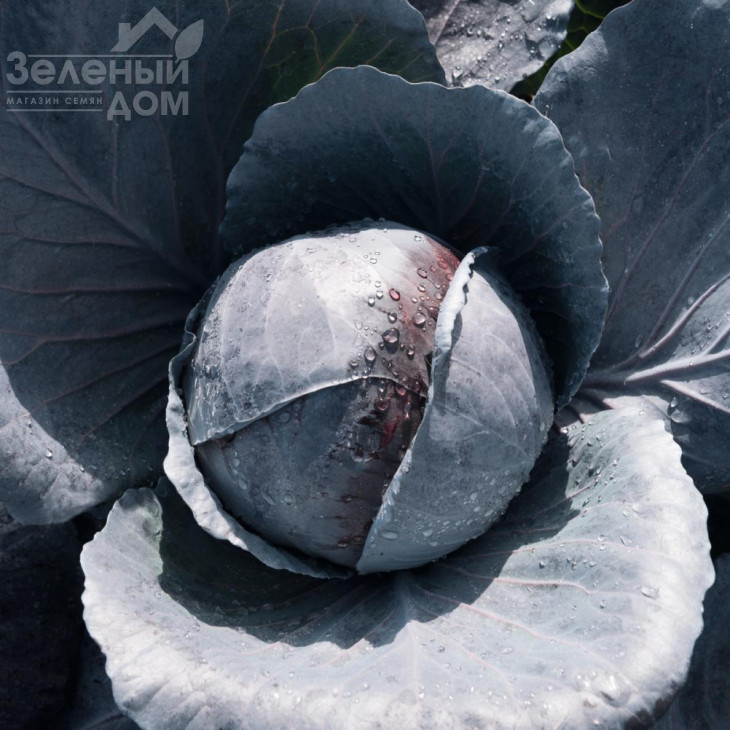 Прім'єро F1 / Primero F1,78 днів фото 1