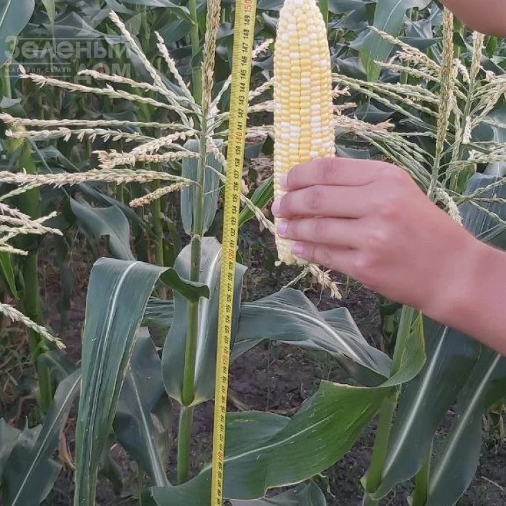 Ксанаду F1 ( Нирвана F1) / Xanadu F1 ( Nirvana F1), 71-72 дня фото 3