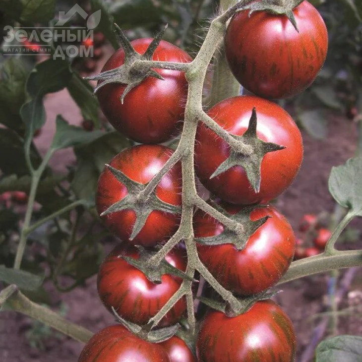 Тайгер F1 / Taiger F1,85-95 днів фото 1