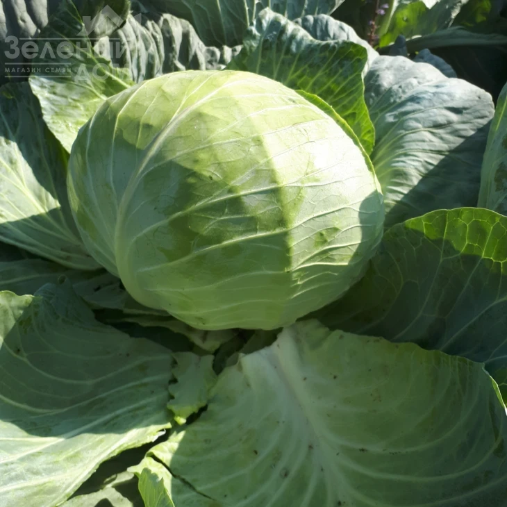 Мензания F1 / Menzania F1,115 - 120 дней фото 1