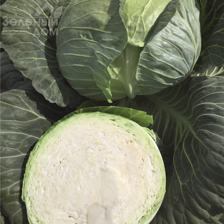 Репорт F1 / Report F1,118-120 днів фото 2