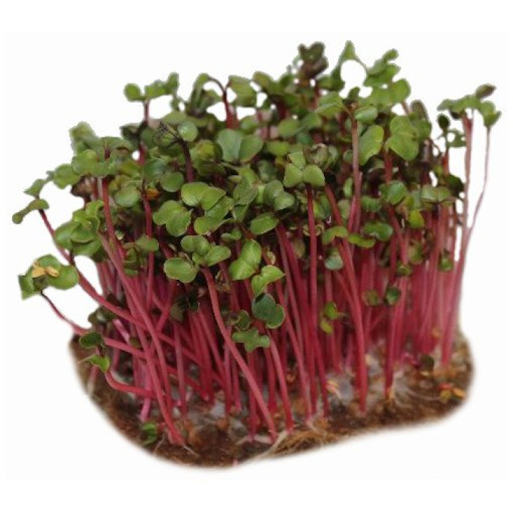 Мікрогрін Редиска / Microgreen Radish фото 1