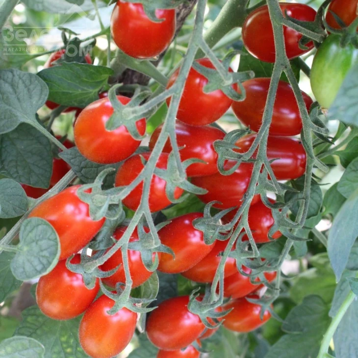 Валдо F1 / Valdo F1,105-115 дней фото 1