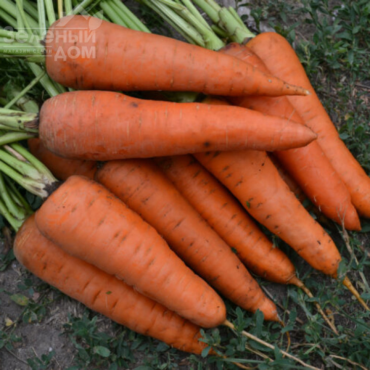 Ред Коред / Red Kored,100-105 днів фото 3