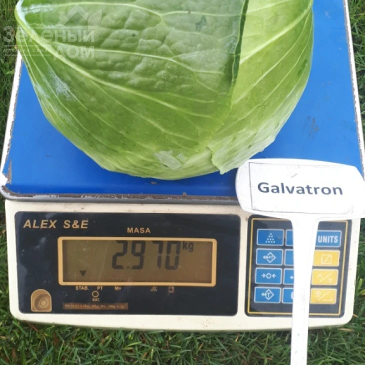 Гальватрон F1 / Galvatron F1,115 дней фото 2