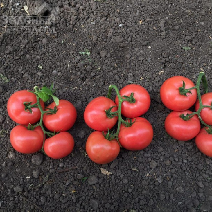 Пінк Крістал F1 / Pink Kristal F1,70 днів фото 2