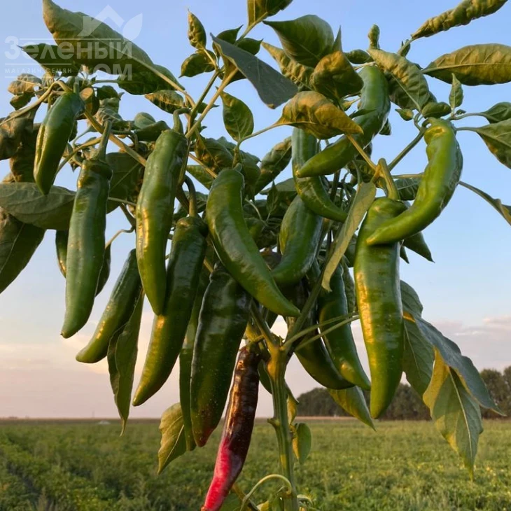 Хирош F1 / Hirosh F1,50-55 дней фото 4