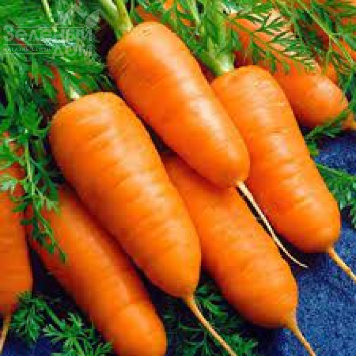 Шантане Червоне Серце / Shantane Krasnoe Serdtse,105-110 днів фото 1