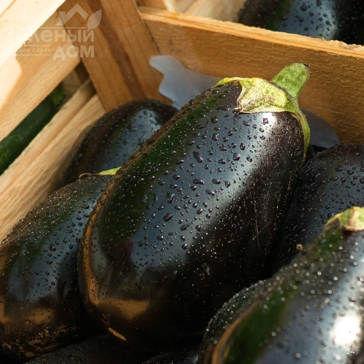 Каптан F1 / Kaptan F1, 60-65 дней фото 1