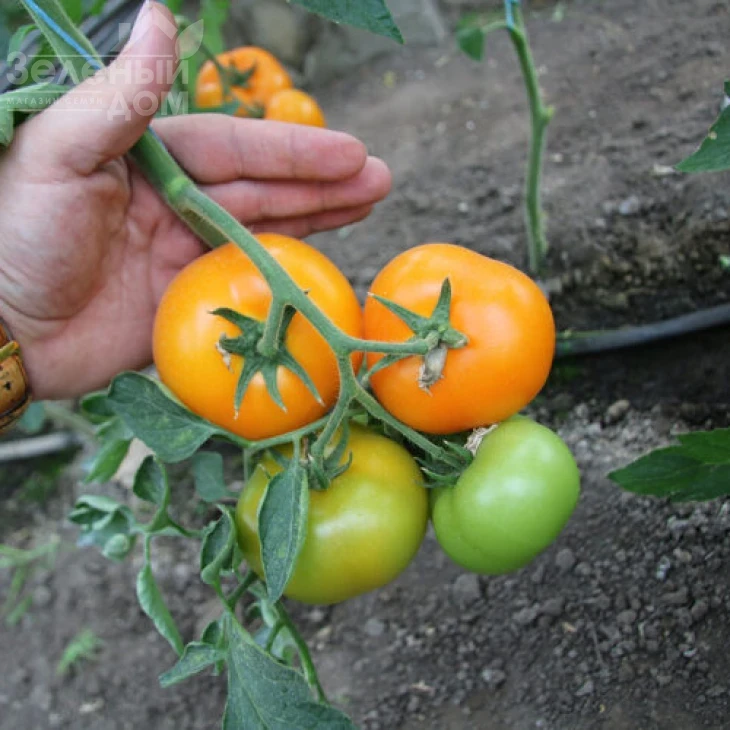 Еллоу Пешен F1 / Yellow Passion F1,100 дней фото 6