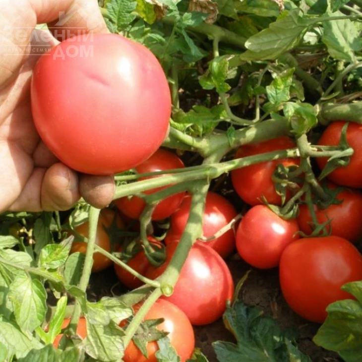 Семакинг F1 / Semaking F1,80-90 дней фото 1