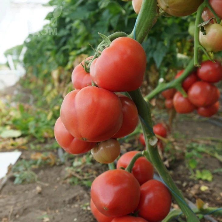 Макан F1 / Macan F1,55 дней фото 4