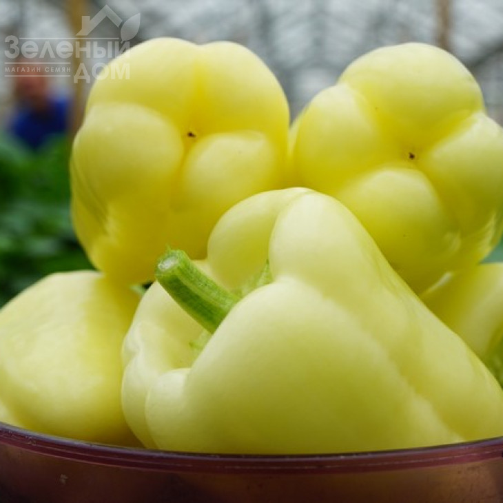 Мадонна F1 / Madonna F1,60-65 днів фото 3