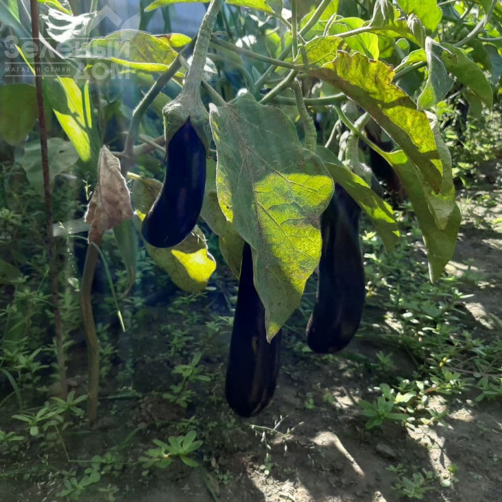 Каранта F1 / Karanta F1,60-65 днів фото 2