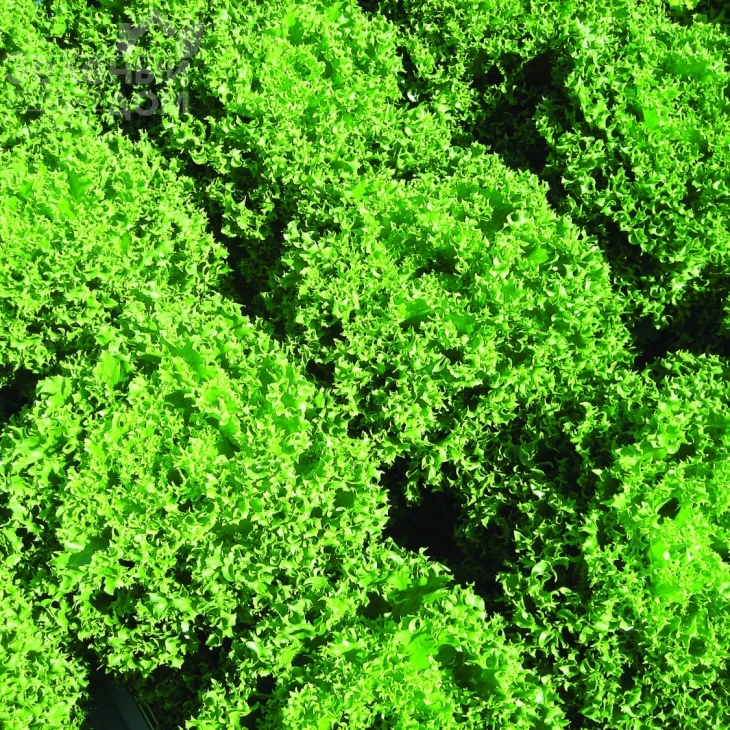 Финстар F1 / Finstar F1 фото 1