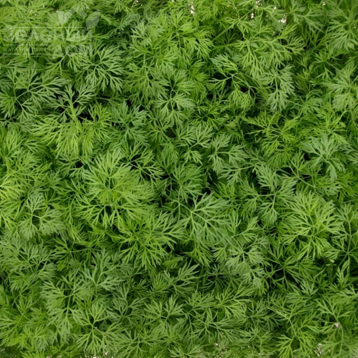 Тедди / Teddy фото 1