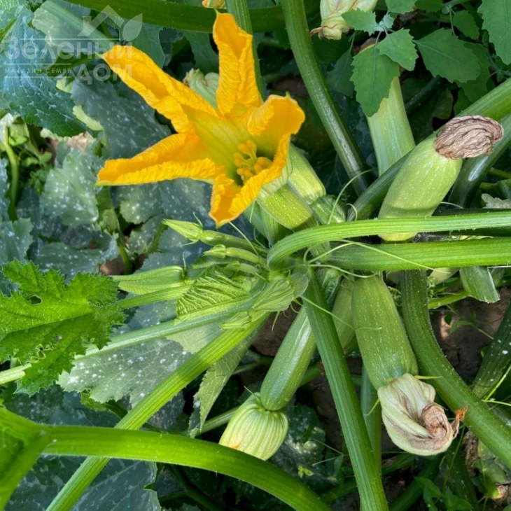 Самира F1 / Samira F1, 40-45 дней фото 2