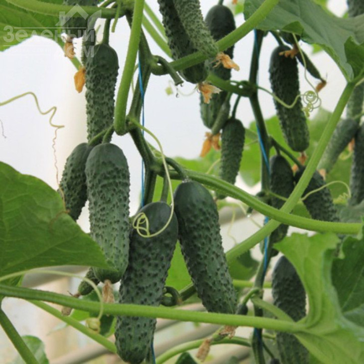 Ягуар F1 / Jaguar F1 фото 1