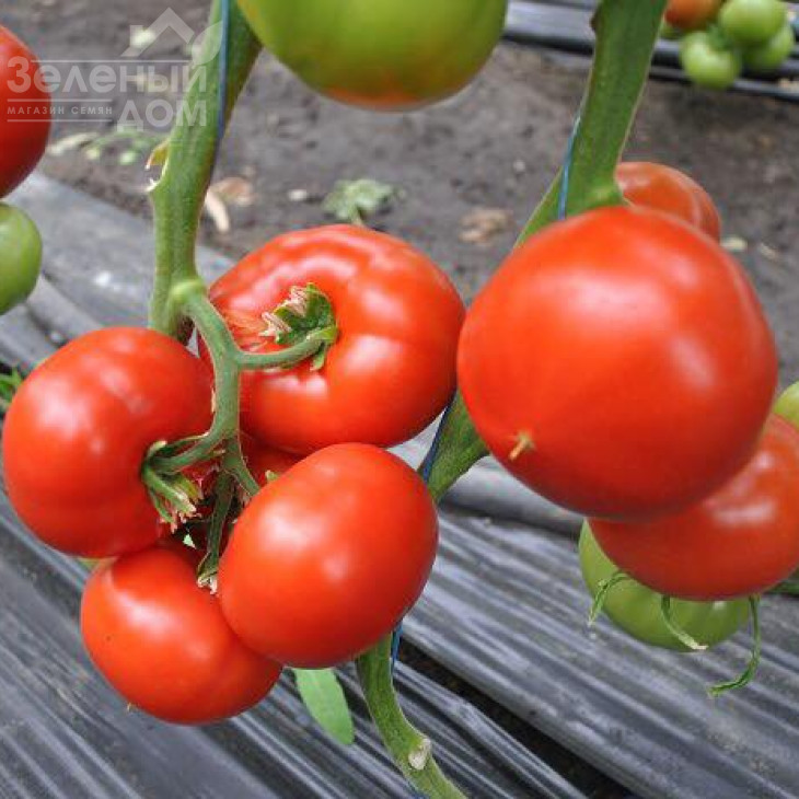 Максін F1 (27614) / Macsin F1 (27614),95-105 днів фото 4