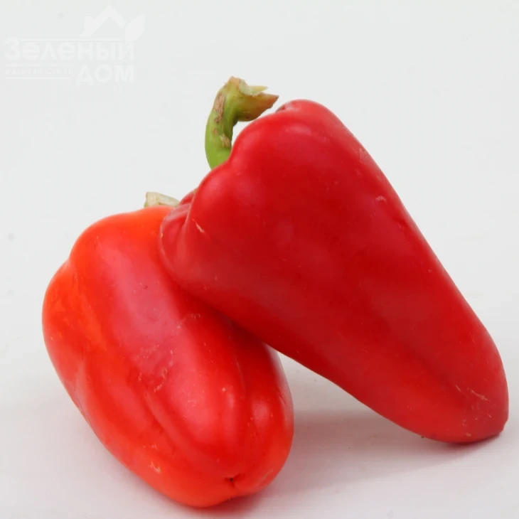 Била Зирка / Bila Zirka,105-110 дней фото 1