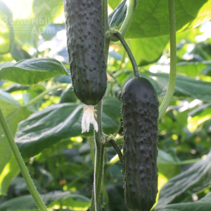 ТС 17-0311 F1 / TS 17-0311 F1 фото 1