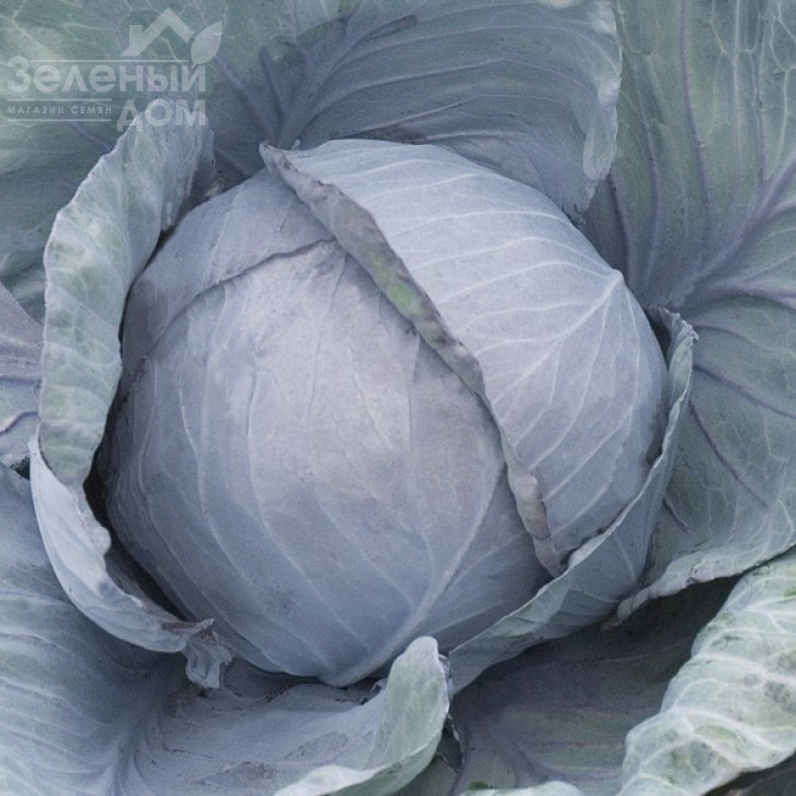 Родіма F1 / Rodima F1,120-140 днів фото 1