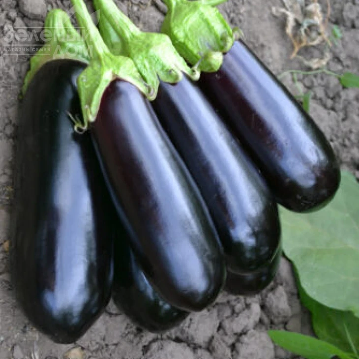 Нарвал F1 / Narval F1,85-95 дней фото 3