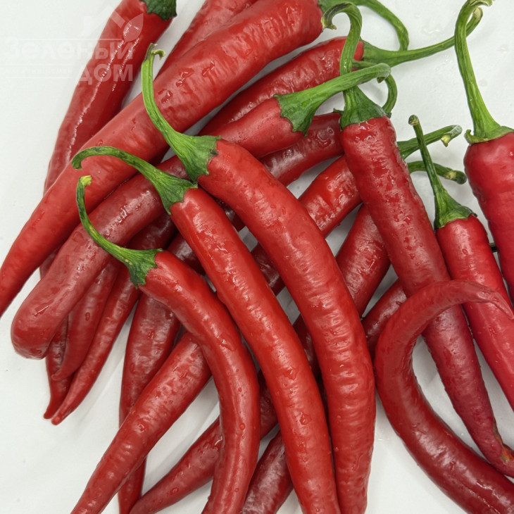 Фуего F1 / Fuego F1, 50-55 днів фото 4