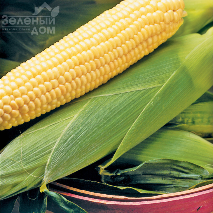 Бостон F1 / Boston F1,73 дні фото 1