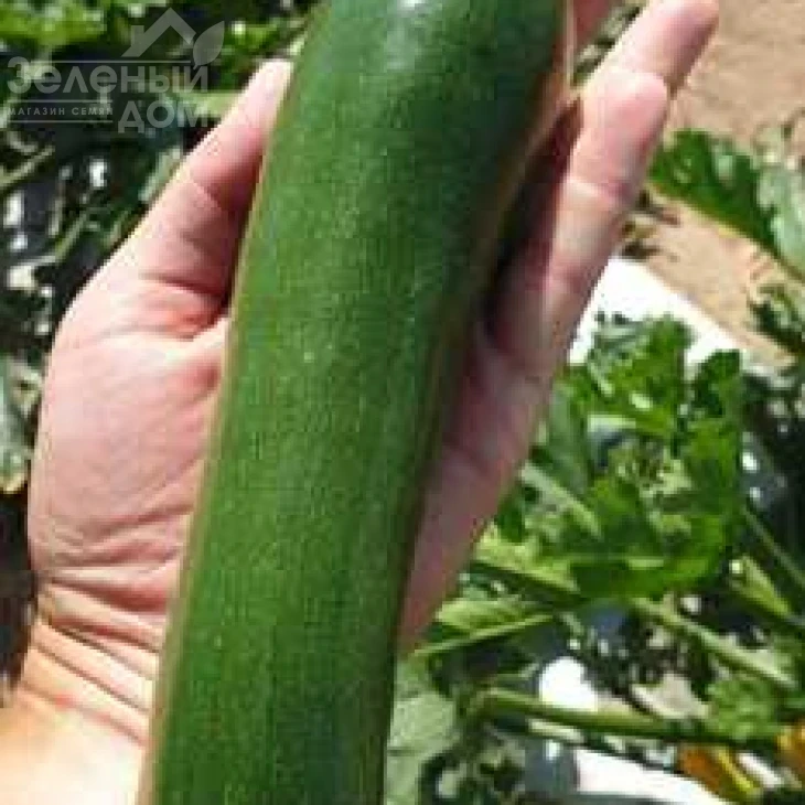 Далфер (INX 5289) F1 / Dalfer F1 фото 1