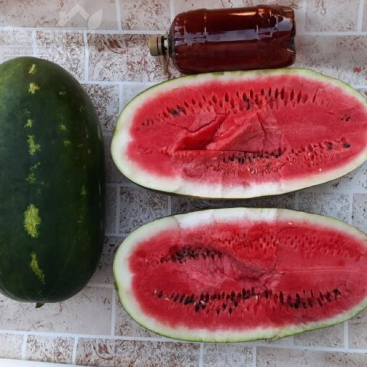 Віллінг F1 / Villing F1, 70 днів фото 5