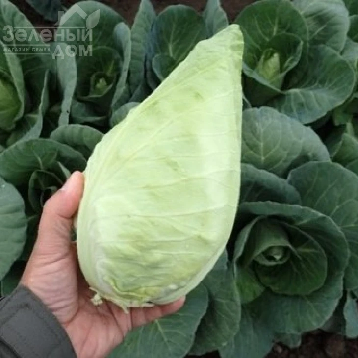 Кейп Верде F1 / Keyp Verde F1, 70-80 дней фото 1