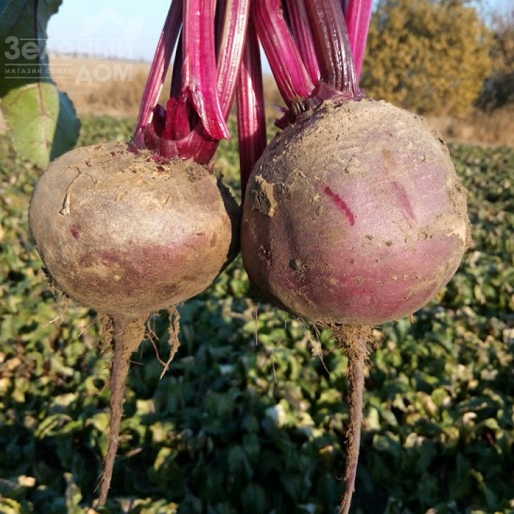 Детройт / Detroit,90-100 днів фото 3