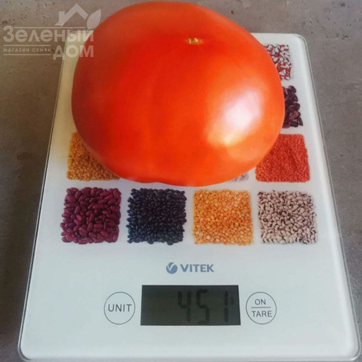 Монк (INX 3025) F1 / Monk (INX 3025) F1,120 днів фото 1