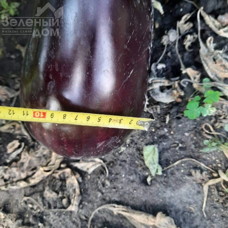 Регтайм (INX 804) F1 / Regtime (INX 804) F1,80-85 дней фото 3