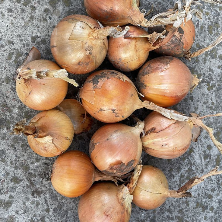 Денді F1 / Dendi F1, 100 днів фото 1