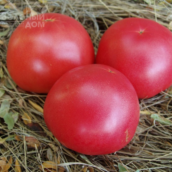 Фенда F1 / Fenda F1,60-65 днів фото 5