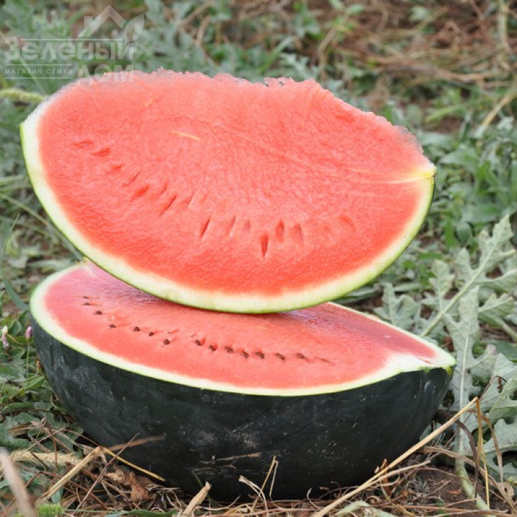 Баронеса F1 / Baronesa F1,70-75 днів фото 1