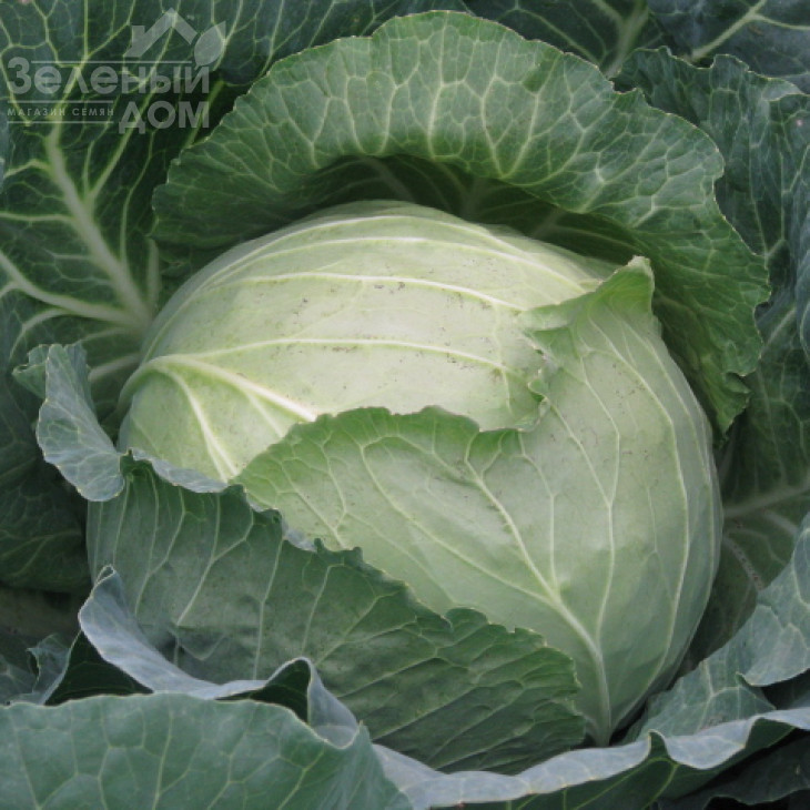 Аркадія F1 / Arkadia F1,85-90 днів фото 1