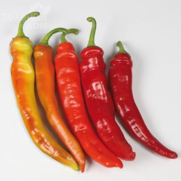 КС 6215 F1 / KS 6215 F1,65-70 днів фото 1