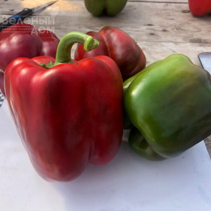 Аїда F1 / Aida F1, 60 днів фото 3