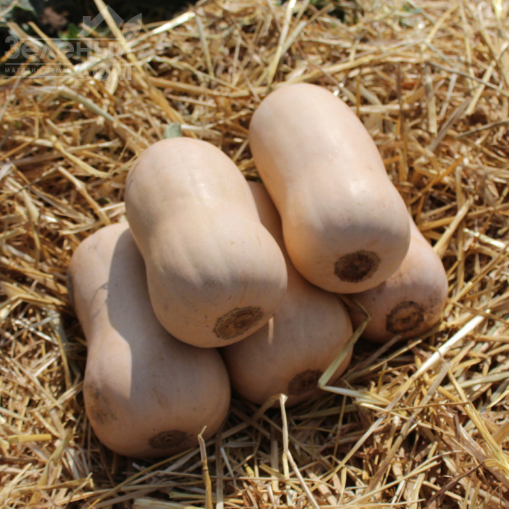 Плуто F1 / Pluto F1,85-100 днів фото 1